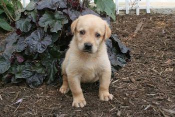 Puppies in PA